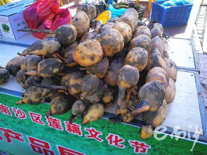 關(guān)于廣州市南沙區(qū)農(nóng)林局等的機構(gòu)沿革與職責(zé)綜述