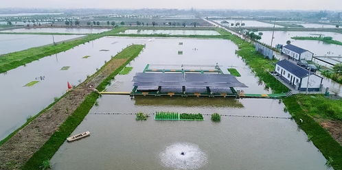 跑道養(yǎng)魚數(shù)字養(yǎng)魚,這個村以水養(yǎng)魚以漁治水,經(jīng)濟生態(tài)雙豐收